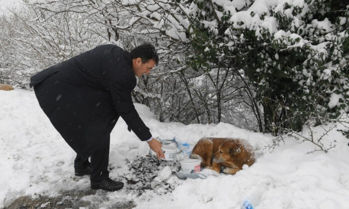 Başkan Dündar Karda Aç Kalan Köpekleri Elleriyle Besledi