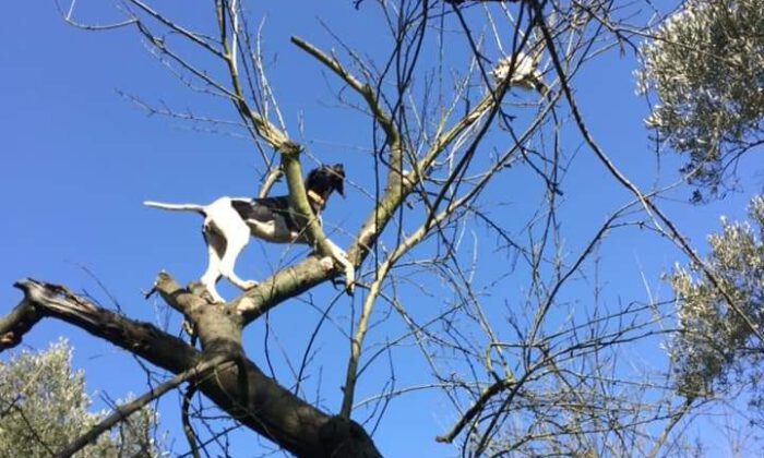 Leopar Değil Av Köpeği