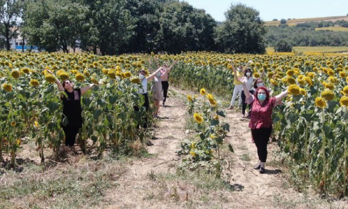 Bursa’da boş arazi ayçiçek tarlasına döndürdüler