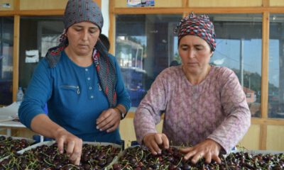 Ünü, Birleşmiş Milletlere kadar uzandı