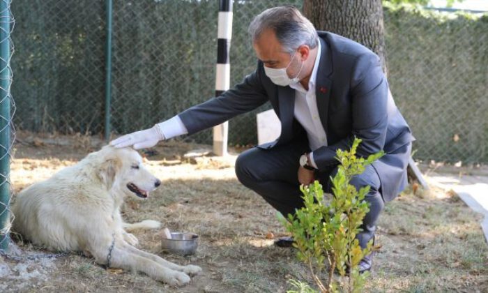 Tedavi altına alınan kanserli köpeğe Başkan Aktaş şefkati