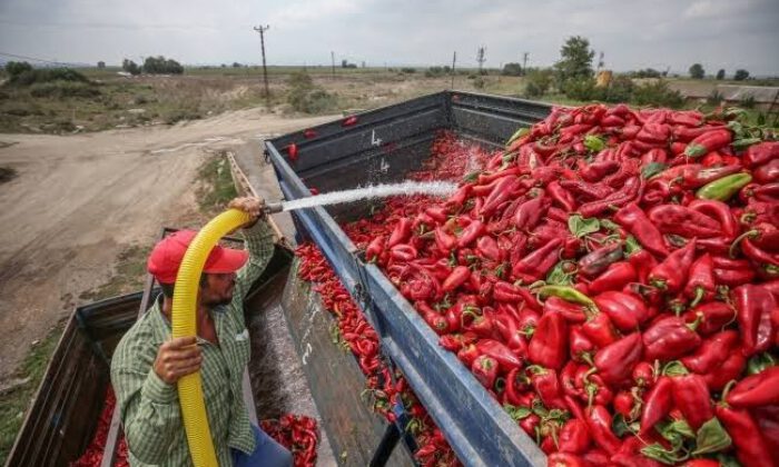 Milletvekili Esgin’den kapya biber üreticisine Türk Şeker müjdesi