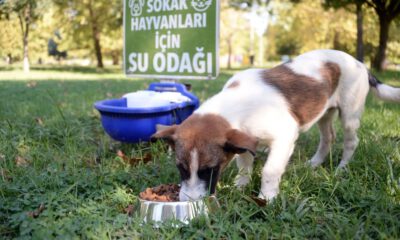 Can dostlar güvenli ellerde