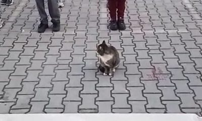 Sevimli kedi İstiklal Marşı okunurken böyle bekledi