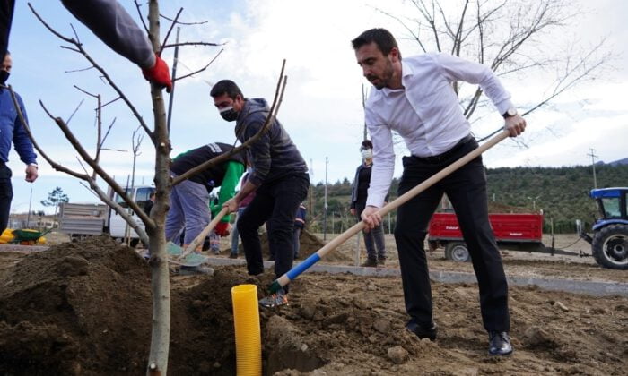 Naim Süleymanoğlu Parkı’nın ilk meyve ağaçları Başkan Tanır’dan