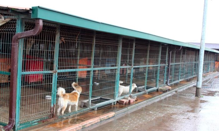 Özhan gönüllüleri sokak hayvanlarını unutmadı