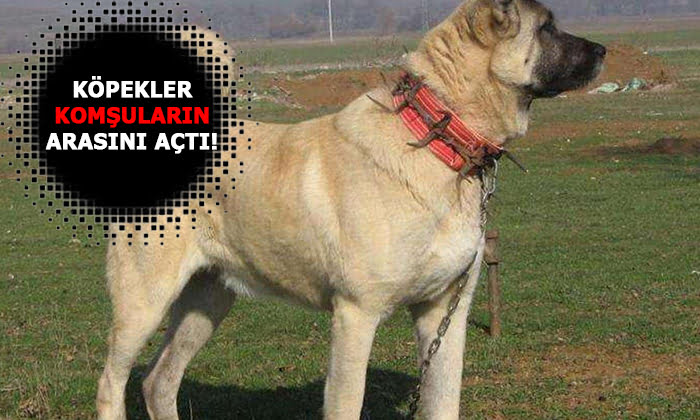 Komşular köpekler yüzünden mahkemelik oldu!