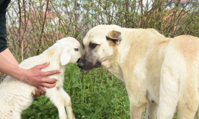 Çoban köpeği, kuzuya süt annelik yapıyor