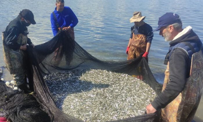 İznik Gölü’nde gümüş balığı rekoru: 1 günde 15 ton