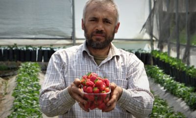 Erken Hasat Üç Kat Kazandırdı