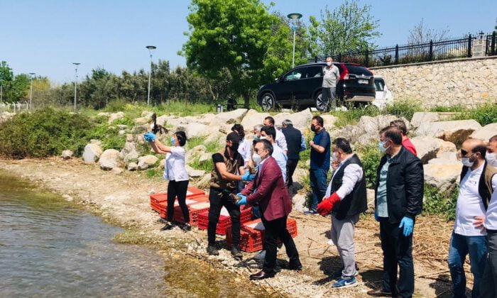 Tedavileri tamamlanan hayvanlar doğaya salındı