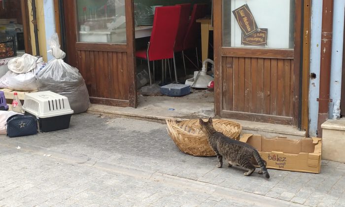 Lokantada mahsur kalan kedileri HAYDİ ekibi kurtardı