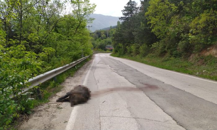 Uludağ yolundaki devasa hayvan şok etti