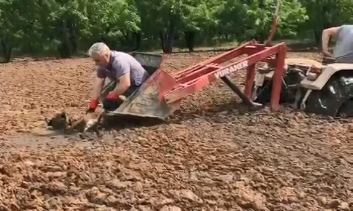 Saatlerce bataklıkta kurtarılmayı bekledi!