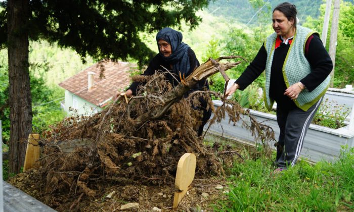 Ceset yiyen ayı, yeniden ortaya çıktı