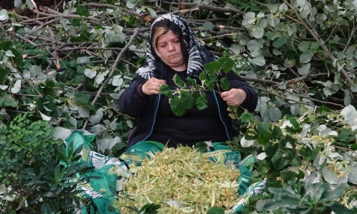 En büyük ıhlamur ormanlarında hasat başladı