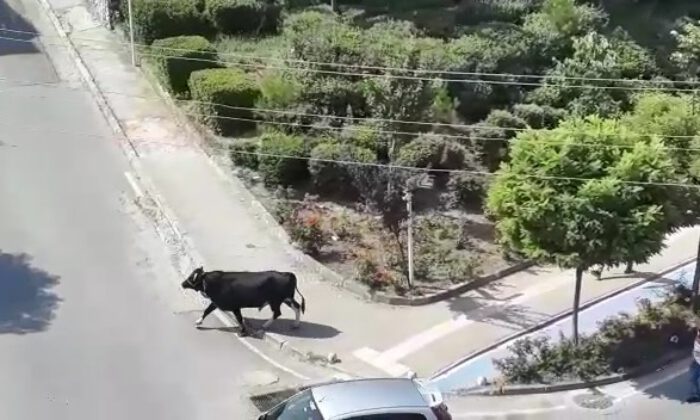 Bursa’da kurbanlık kaçtı, mahalleli̇ kovaladı