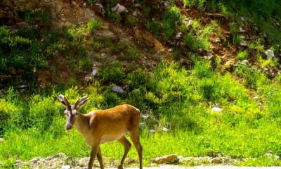 Bursa’nın yaban hayatı inceleniyor