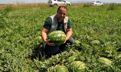 Karacabey’de karpuz hasadı başlıyor