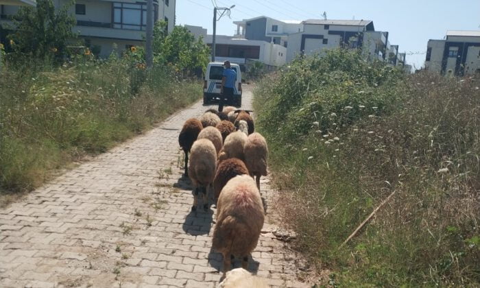 Koyunları kayboldu, yardımına Gemlik zabıtası koştu