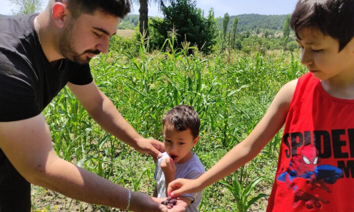 Meyve ve sebzeleri ücretsiz dağıtıyor