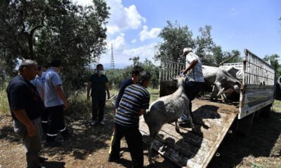 Boğalar, yakalama timinden kaçamadı