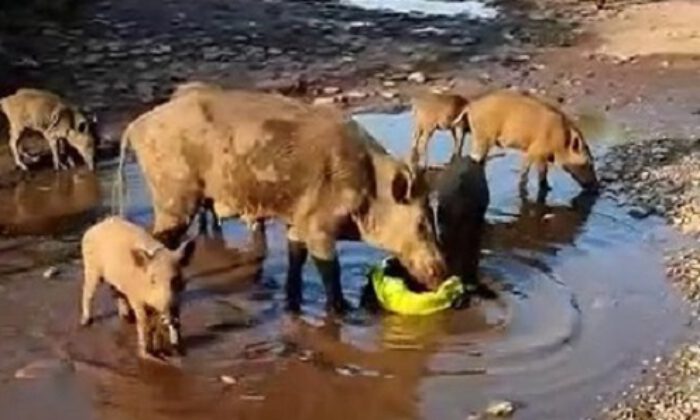 Aç kalan domuzlar sahile indi