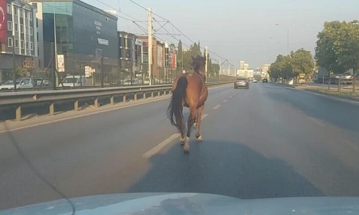 Başıboş at trafiği altüst etti!