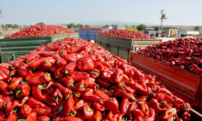 Kapya biberinde hasat başladı