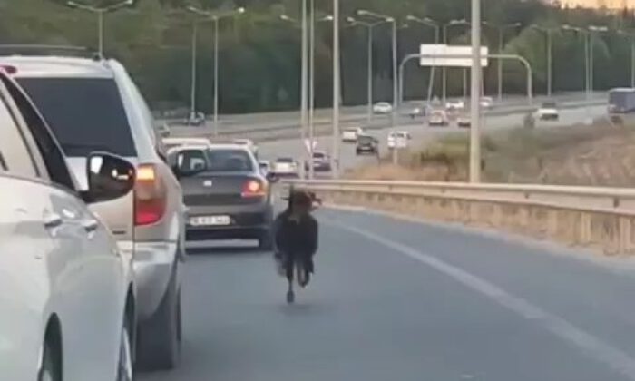 Keçi, trafiği alt üst etti!