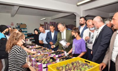 Bursa’nın siyah incisinin hasadına başlandı