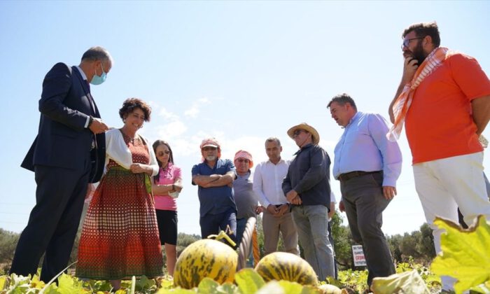 Çeşme kavunu, coğrafi işaret tescili aldı