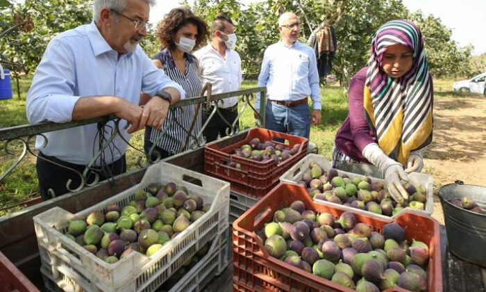 Başkan Erdem: İnciri üreticiden alın