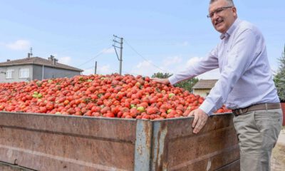 Karacabey’de domates hasadı sürüyor