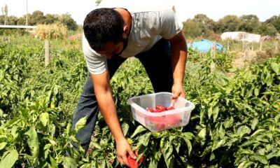 Kent Bostanları’nda tohum alma zamanı