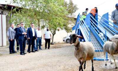 Mobil koyun banyosu hizmete girdi