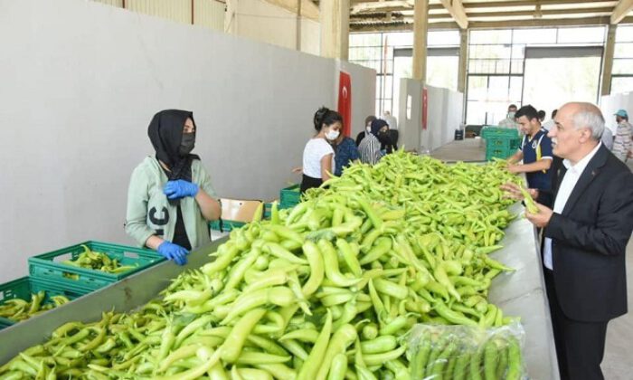 Köylü kadınlara özel pazaryeri yapılıyor