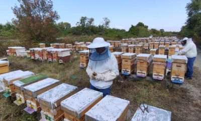 Arıcıların propolis mesaisi başladı