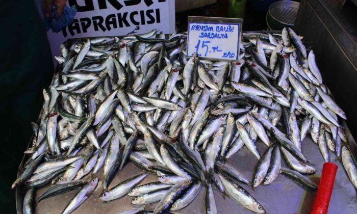 Omega 3 deposu sardalya ucuzladı