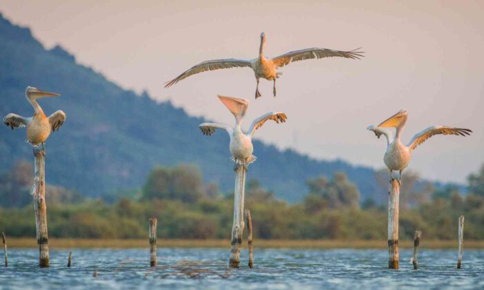 Tepeli pelikanlar Bursa’da