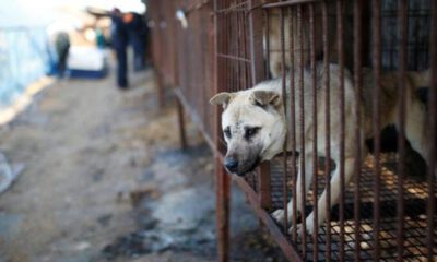 Güney Kore’de köpek eti yasaklanabilir