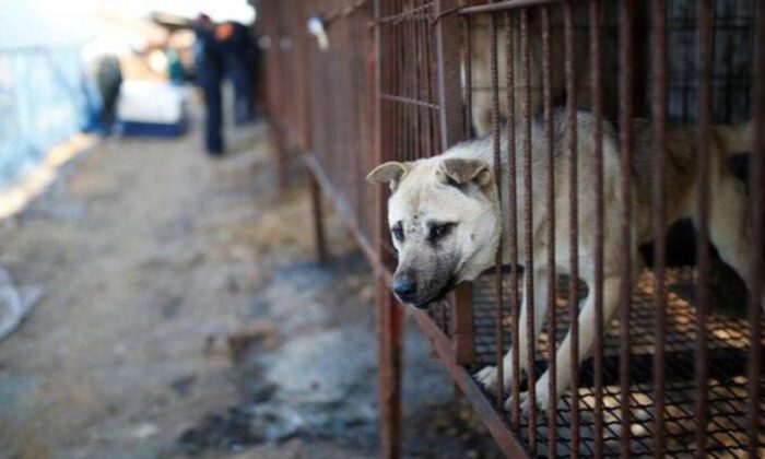 Güney Kore’de köpek eti yasaklanabilir