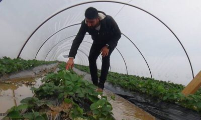 Antalya’da yağmur çilek seralarını sular içinde bıraktı