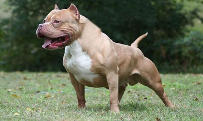 Başıboş Pitbull köpeğine operasyon