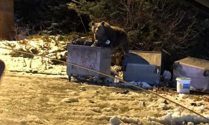 Ayıya selam verdiler, borçlu çıktılar!