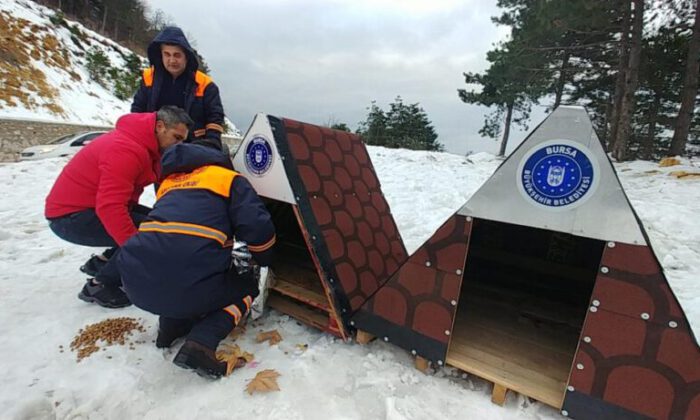 Sokak hayvanlarına Büyükşehir şefkati