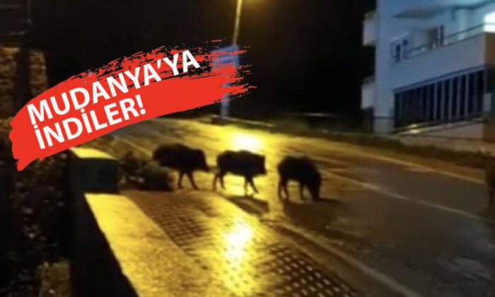 Aç kalan domuzlar şehir merkezinde!