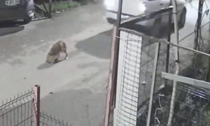 Köpeği ezdi, arkasına bile bakmadan gitti