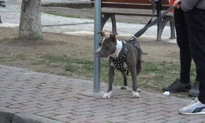 Parka terkedilen Pitbull’u kemeriyle yakaladı