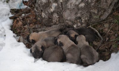 Uludağ’da anne ve 7 yavrusu böyle kurtarıldı